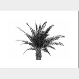 Palm Tree Posters and Art